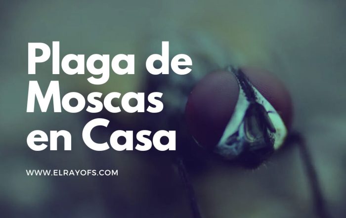 Plaga de Moscas en Casa